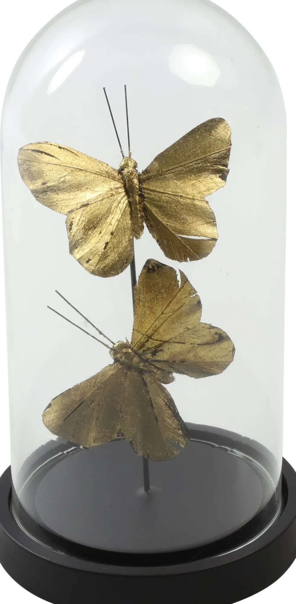 Countryfield glazen stolp Yasmin goud / zwart D 11,5 H 22 cm