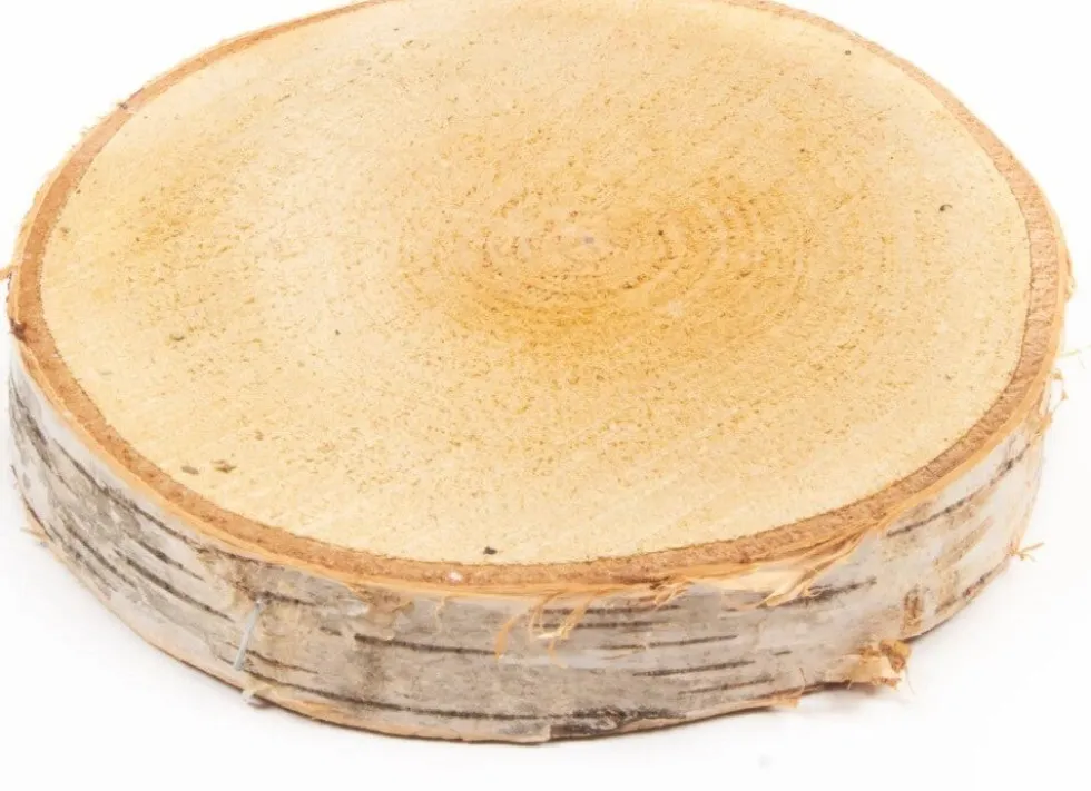 Decoratie boomstam berk D 33 H 5 cm
