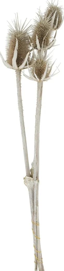 Dijk Natural Collections droogbloemen Anissa distel naturel 50 x 10 x 5 cm