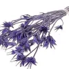Droogbloemen bos Nigella paars H 35 cm