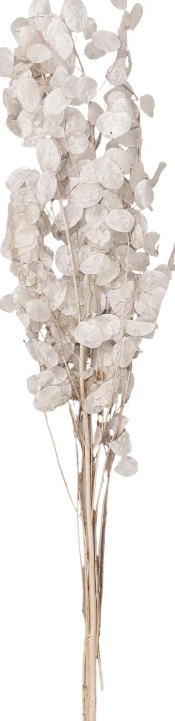 Droogbloemen Judaspenning (Lunaria) H 90 cm