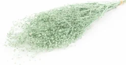 Droogbloemen Misty Massasa groen H 60 cm