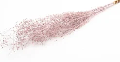 Droogbloemen Misty Massasa roze H 60 cm