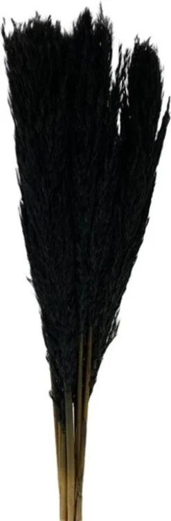 Droogbloemen Nanal zwart 75 cm