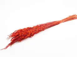 Droogbloemen Wilde Haver (Avena) rood H 55 cm