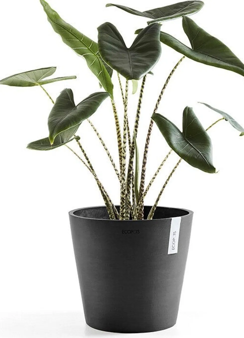 Ecopots bloempot Amsterdam donkergrijs D 30 H 26,3 cm