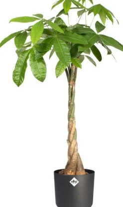 Elho bloempot B. for soft antraciet D 24,7 H 23,2 cm