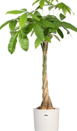 Elho bloempot B. for soft wit D 16 H 15 cm