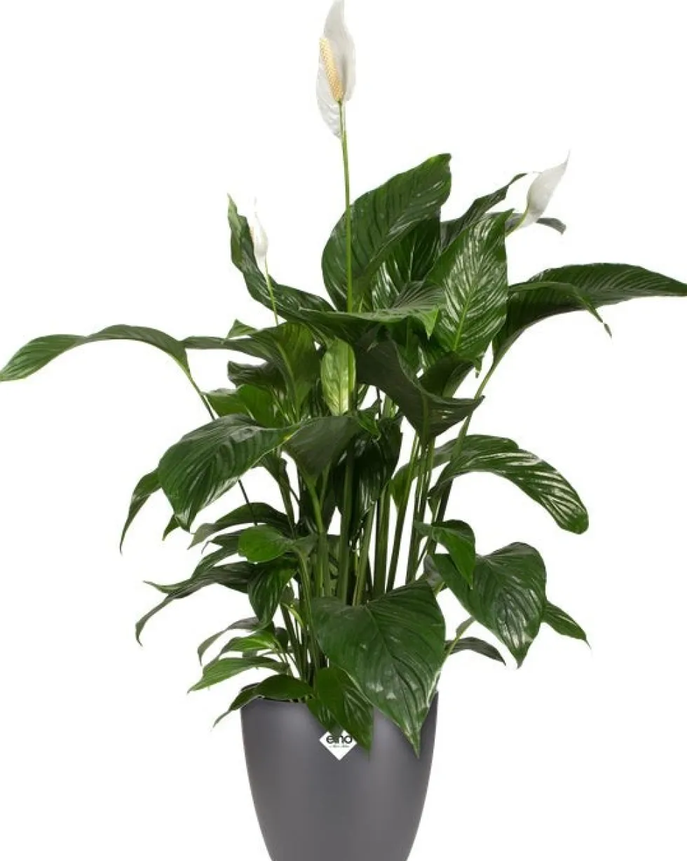 Elho bloempot Brussels antraciet D 20 H 18,7 cm