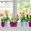 Elho bloempot Brussels orchidee transparant D 12,5 H 15,5 cm