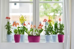 Elho bloempot Brussels orchidee transparant D 12,5 H 15,5 cm