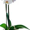 Elho bloempot Brussels orchidee transparant D 16 H 14,6 cm