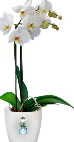 Elho bloempot Brussels orchidee transparant D 16 H 14,6 cm