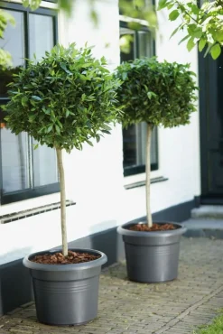Elho bloempot Green Basics zwart D 43,8 H 33,8 cm
