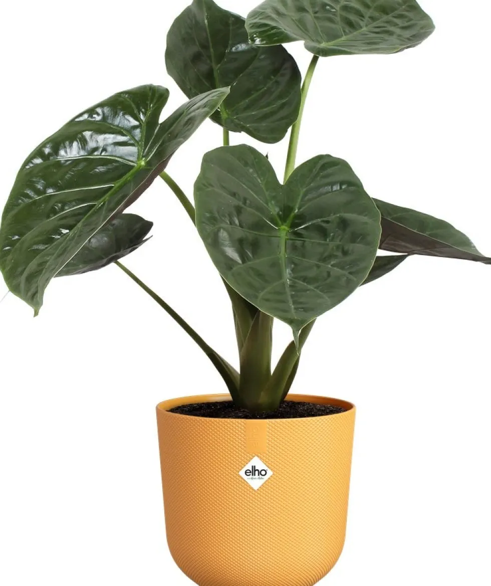 Elho bloempot Jazz geel D 26 H 24,2 cm
