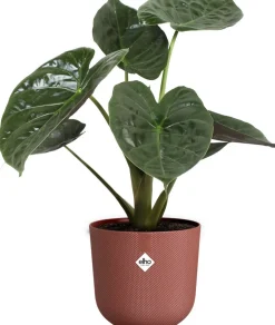 Elho bloempot Jazz rood D 26 H 24,2 cm