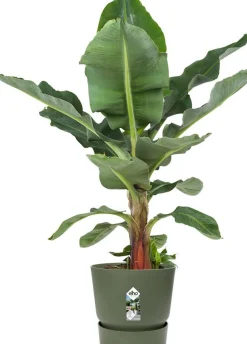 Elho bloempot met waterreservoir Greenville groen D 24,5 H 23,3 cm