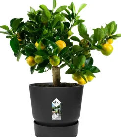 Elho bloempot met waterreservoir Greenville zwart D 24,5 H 23,3 cm
