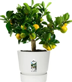 Elho bloempot met waterreservoir Greenville wit D 24,5 H 23,3 cm