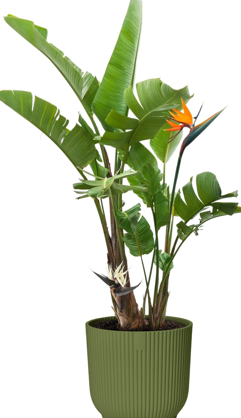 Elho bloempot Vibes groen D 18,35 H 16,8 cm