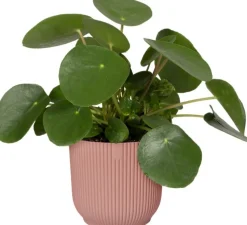 Elho bloempot Vibes roze D 16,1 H 14,8 cm