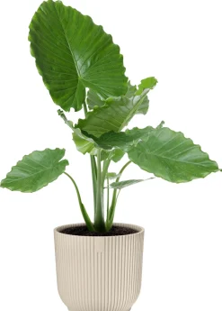 Elho bloempot Vibes wit D 22,02 H 20,1 cm