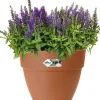 Elho bloempot Vibia Campana terracotta D 24,5 H 21 cm