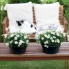 Elho Green Basics schaal 33cm living black