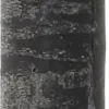 Everydays by Intratuin dinerkaars Rustiek zwart 10 uur D 2 H 25 cm