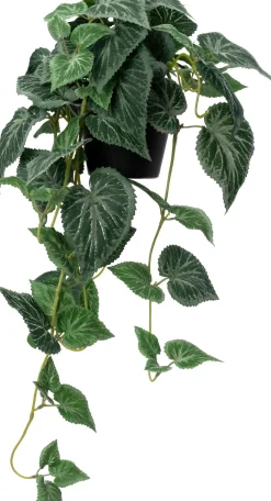 Intratuin kunsthangplant Cissus H 24 cm