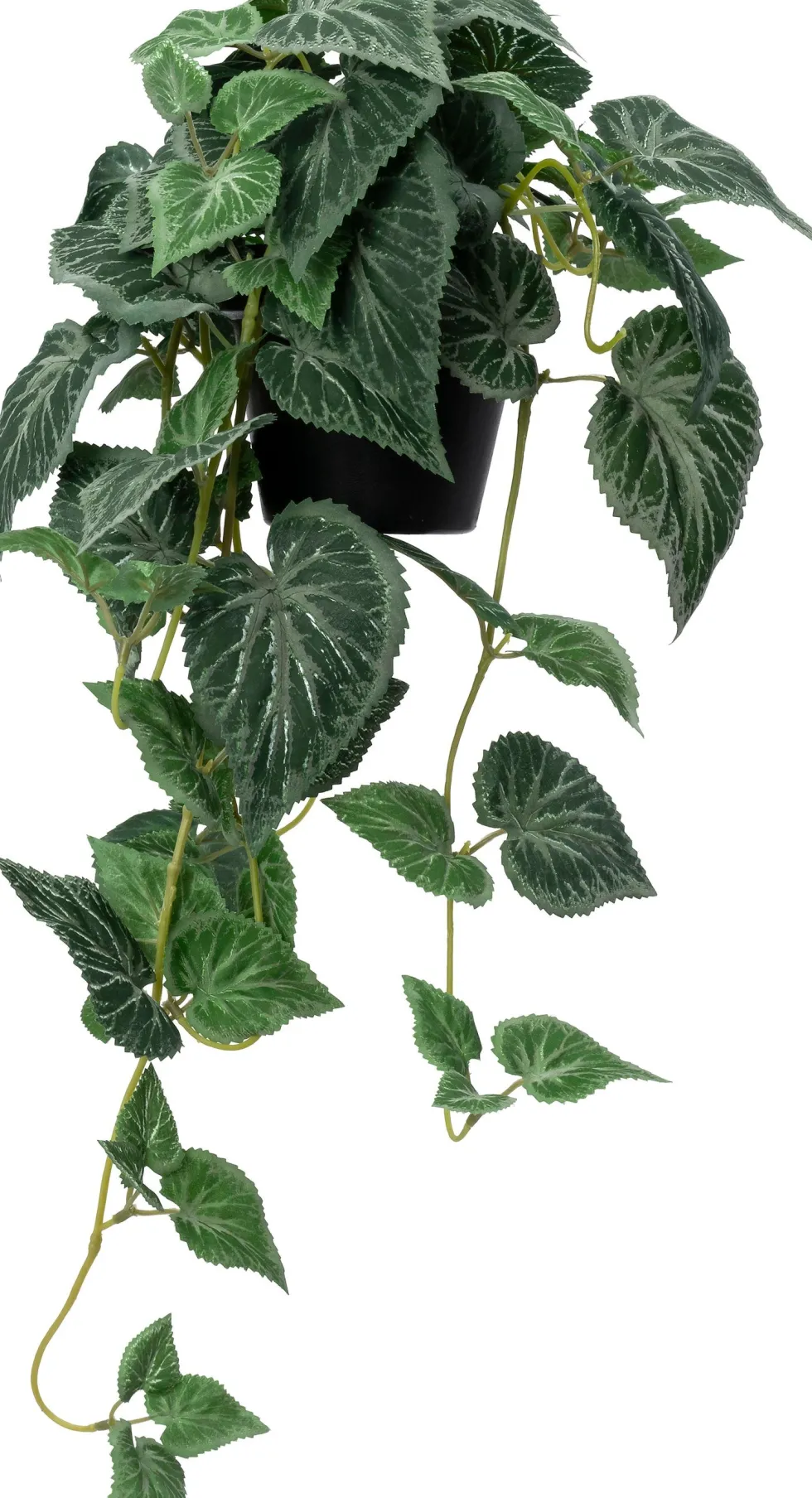 Intratuin kunsthangplant Cissus H 24 cm