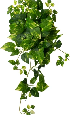 Intratuin kunsthangplant Drakenklimop geelbont H 60 cm