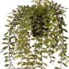 Intratuin kunsthangplant Peperomia H 78 cm