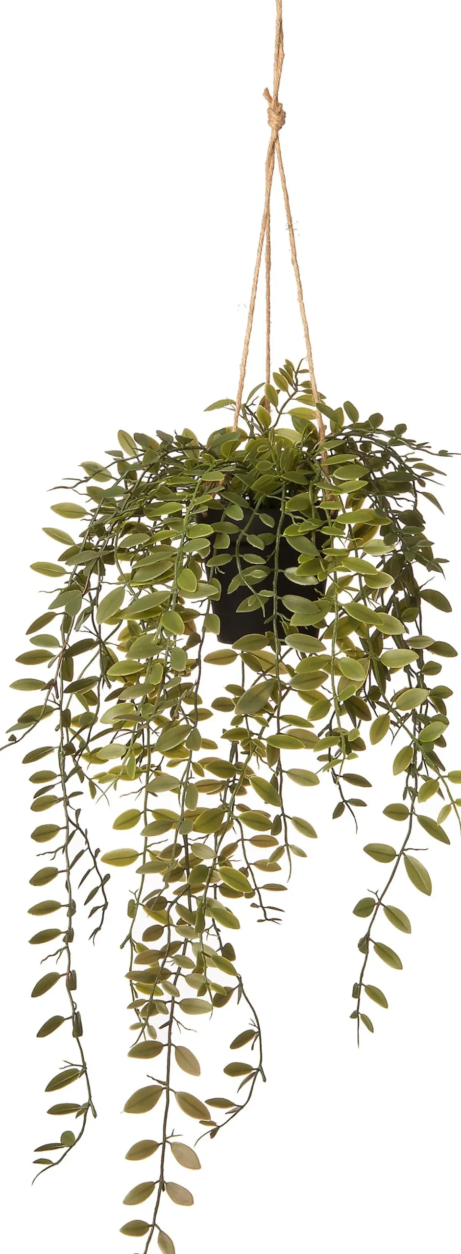 Intratuin kunsthangplant Peperomia H 78 cm