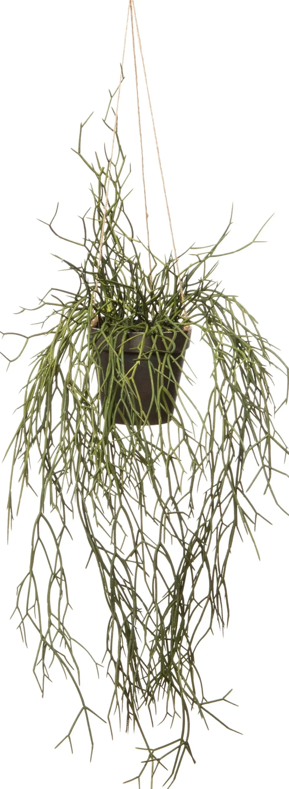 Intratuin kunsthangplant Rhipsalis H 55,5 cm