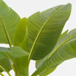 Intratuin kunstplant Banaan H 155 cm