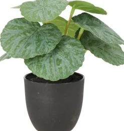 Intratuin kunstplant Bladbegonia groen / grijs D 7 H 16 cm
