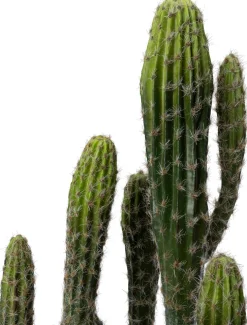 Intratuin kunstplant Cactus D 18 H 60 cm