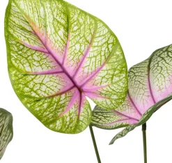 Intratuin kunstplant Caladium roze / groen D 12,9 H 60 cm
