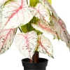 Intratuin kunstplant Caladium wit / roze/ groen D 15 H 40 cm