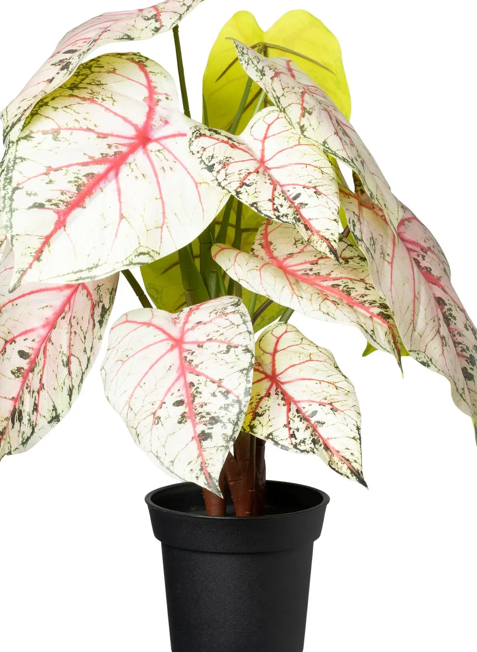 Intratuin kunstplant Caladium wit / roze/ groen D 15 H 40 cm