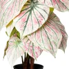 Intratuin kunstplant Caladium wit / roze D 15 H 40 cm