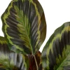 Intratuin kunstplant Calathea H 38 cm
