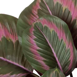Intratuin kunstplant Calathea rood / groen D 12 H 45 cm