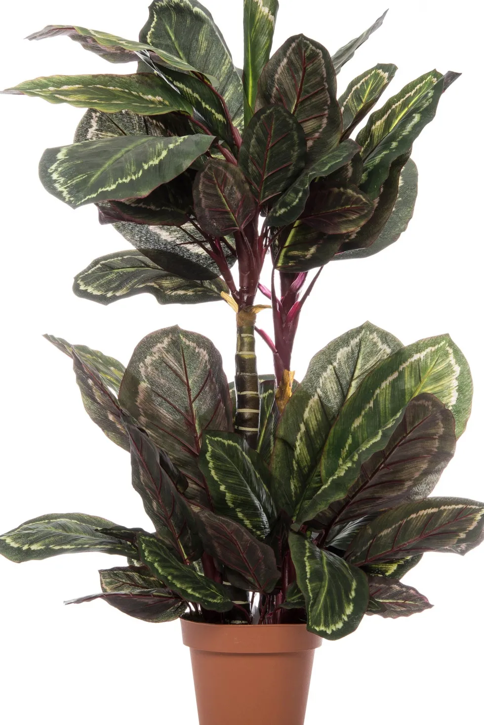 Intratuin kunstplant Calathea groen / rood D 20 H 110 cm