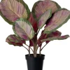 Intratuin kunstplant Calathea roze / groen H 45 cm