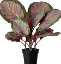 Intratuin kunstplant Calathea roze / groen H 45 cm