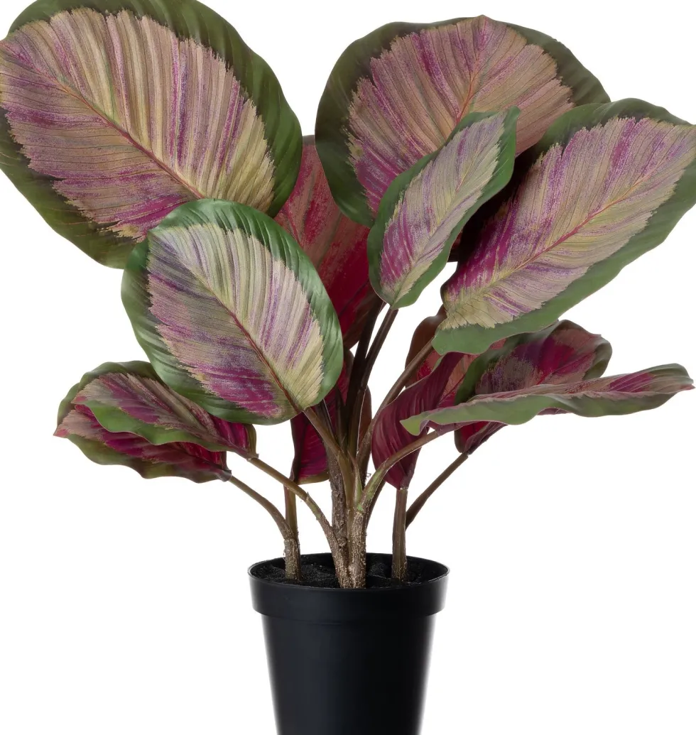 Intratuin kunstplant Calathea roze / groen H 45 cm