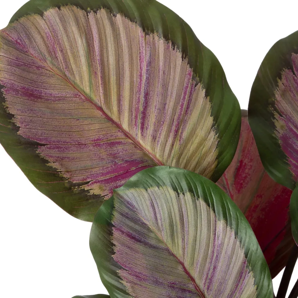 Intratuin kunstplant Calathea roze / groen H 45 cm