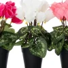 Intratuin kunstplant Cyclaam crème D 9 H 28 cm